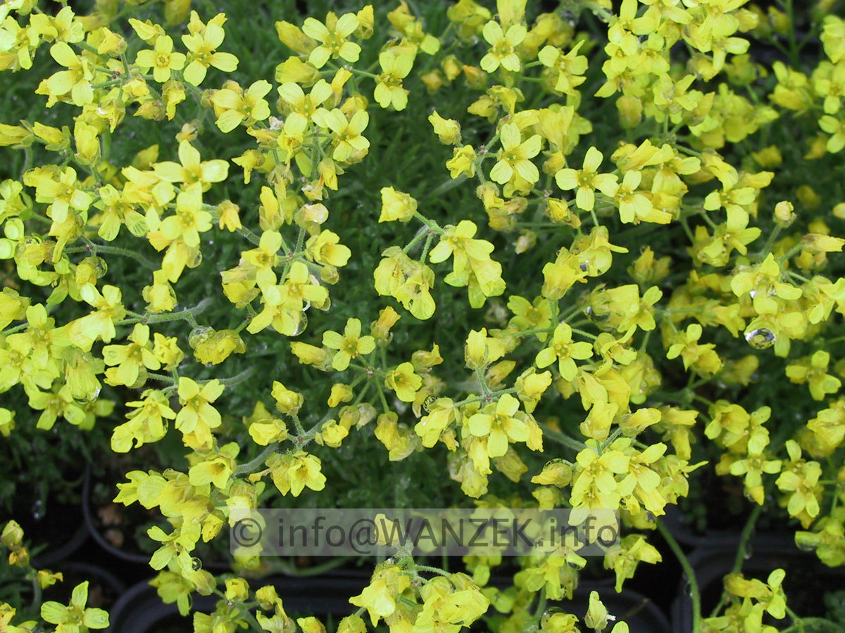 Draba bruniifolia 02.JPG